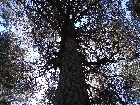 ppinazzu-20100402 084